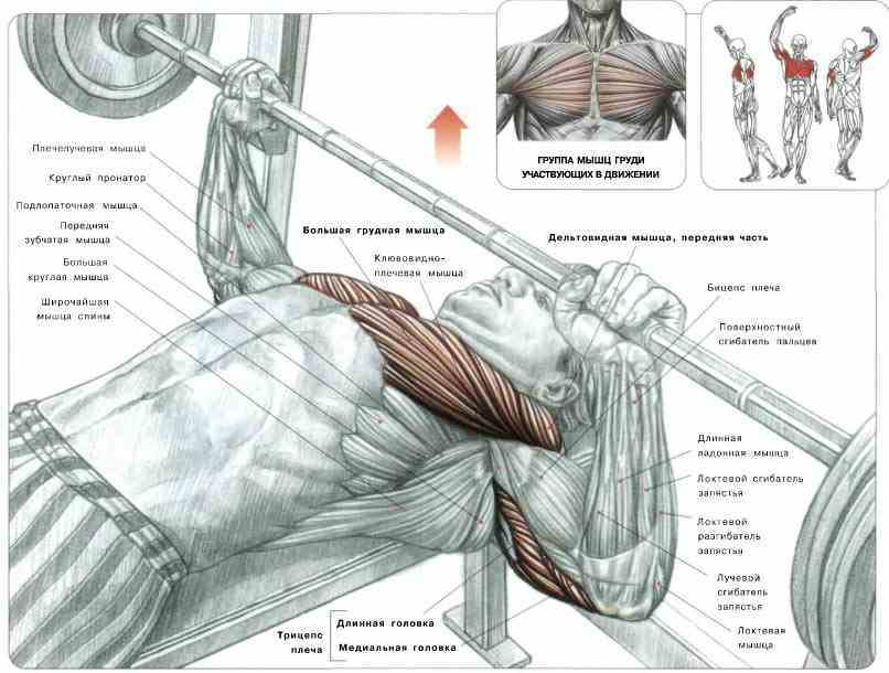 Gym. Part 1 - Bench press. - Sport, Workout, Gym, Healthy lifestyle, Health, Power, Video, Longpost