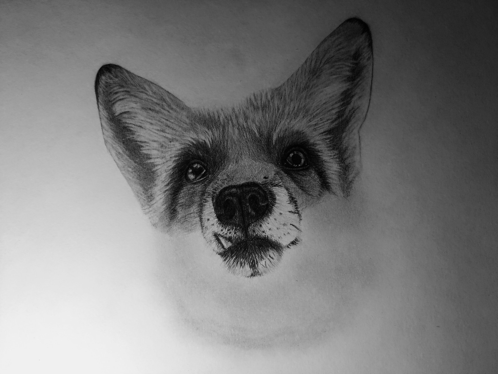 Fox with a simple pencil - My, Fox, Pencil drawing, Graphite, Longpost