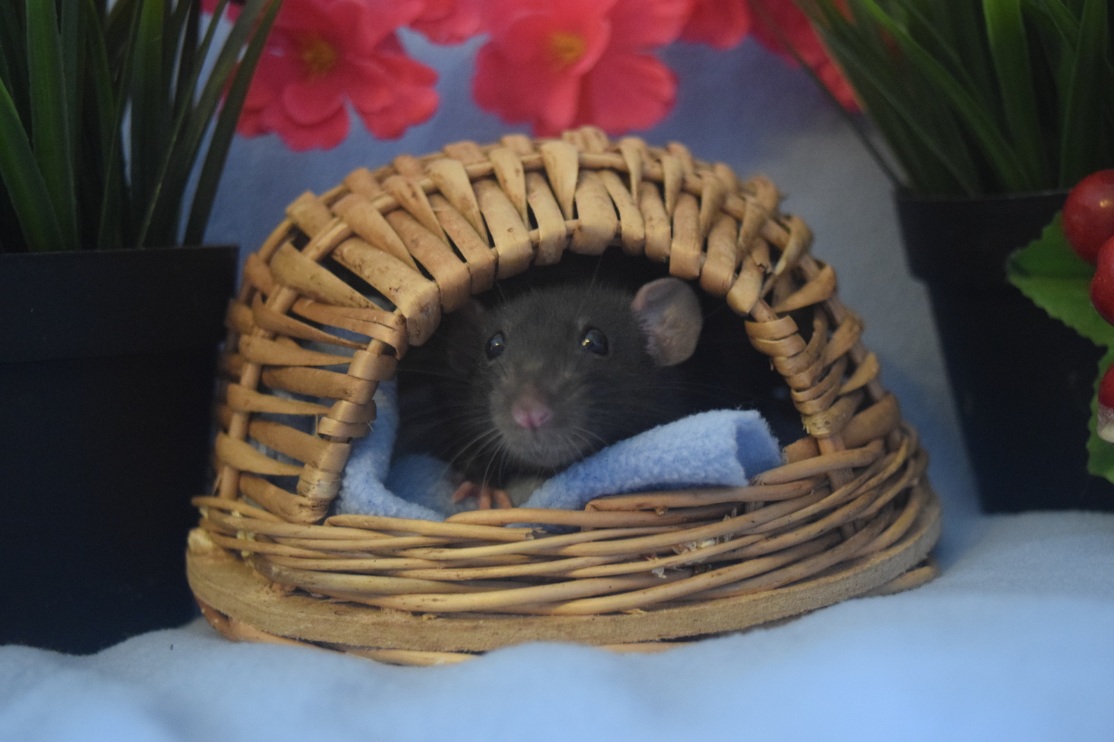 I continue to introduce you to my pets - My, Decorative rats, , Milota, Fluffy, Animals, , Longpost