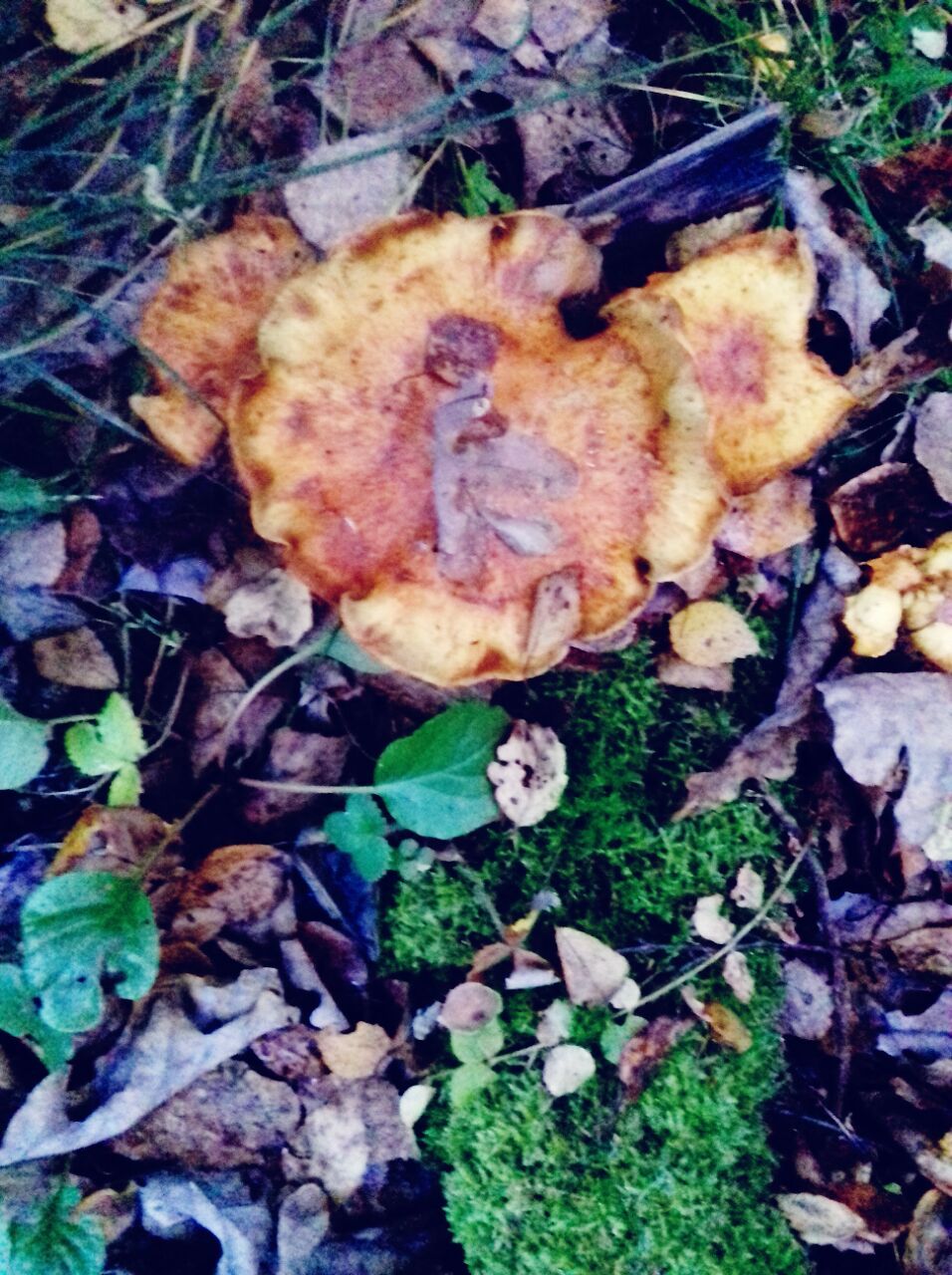 Mushrooms! - My, Mushrooms, Forest, Troitsk, Dog, Longpost