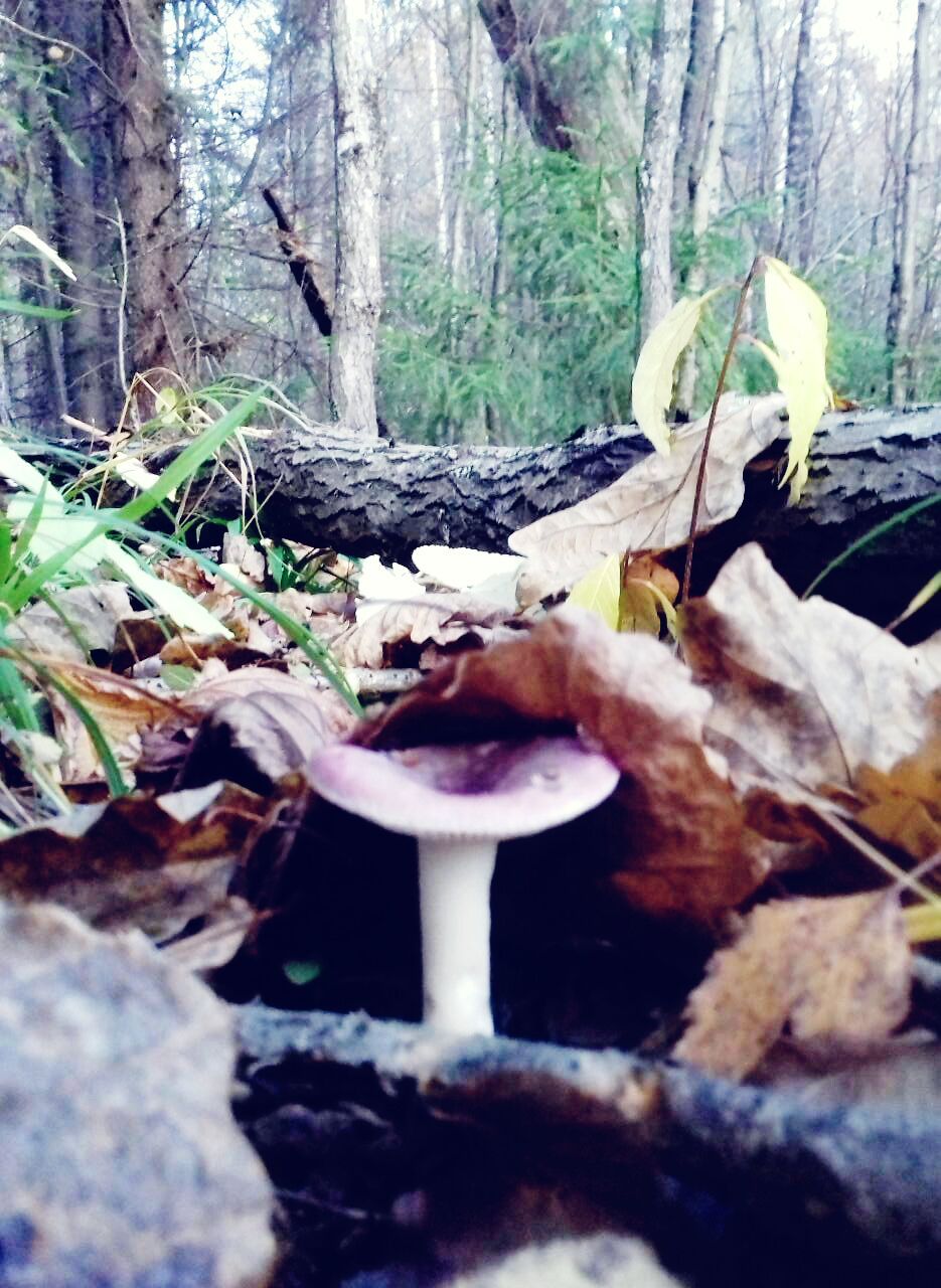 Mushrooms! - My, Mushrooms, Forest, Troitsk, Dog, Longpost