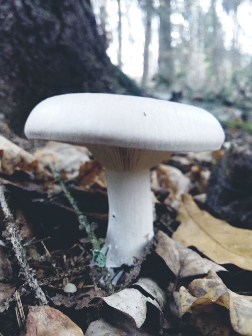 Mushrooms! - My, Mushrooms, Forest, Troitsk, Dog, Longpost