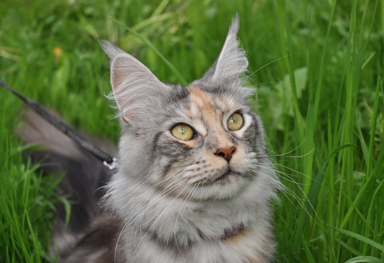 Домашний питомец - Моё, Мейн-кун, Питомец, Самка кота, Кот, Фотография, Домашние животные