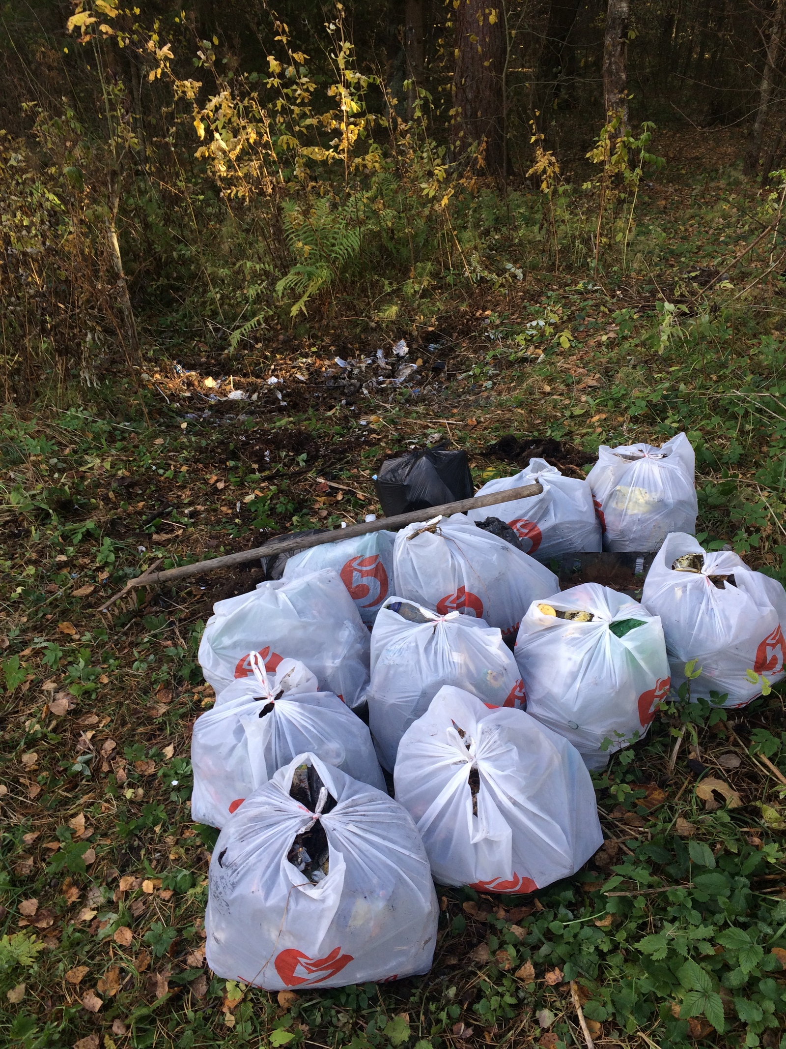 Pure forest. - My, Forest, Chistoman, Saturday clean-up, Garbage, Nature, Подмосковье, Clean forest, Longpost