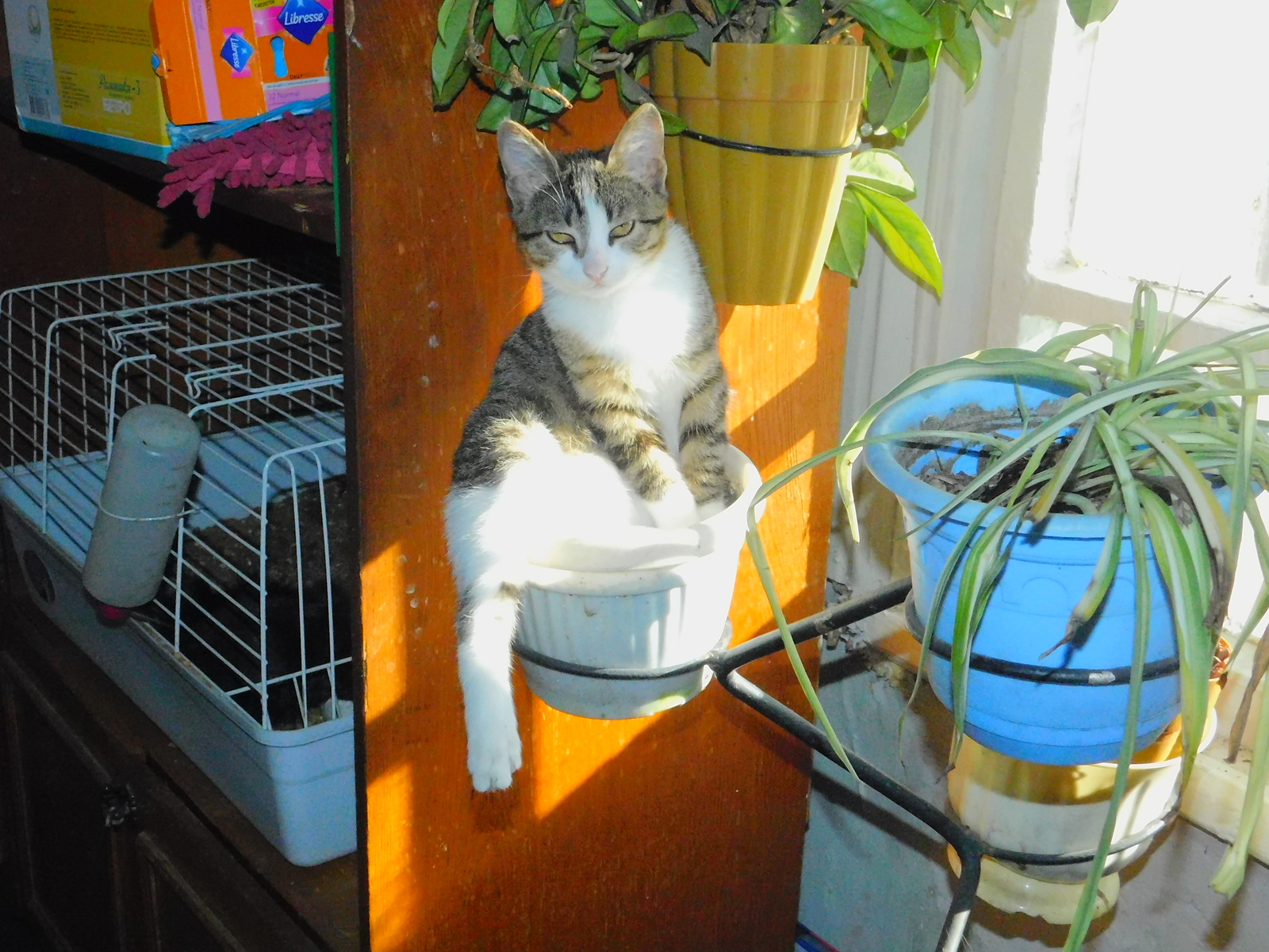 Ouch! We seem to have sprouted a cat! ... - My, cat, Catomafia, Pet, Longpost, Pets