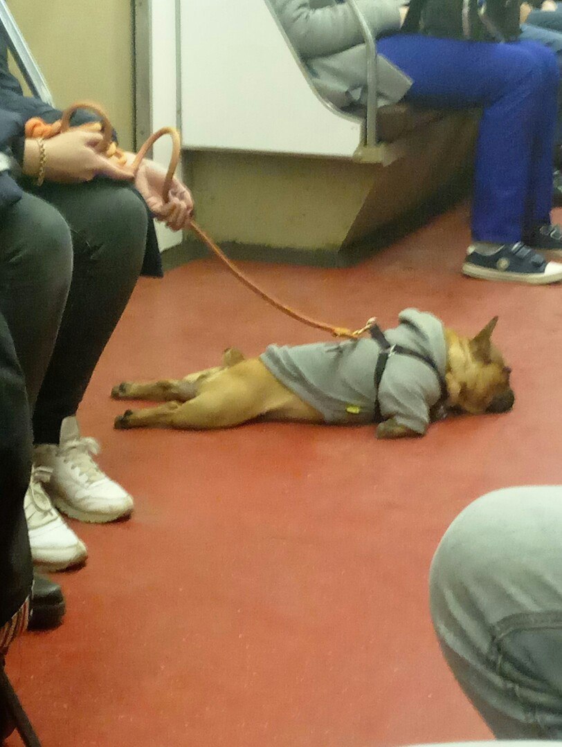 Tired - Dog, Metro