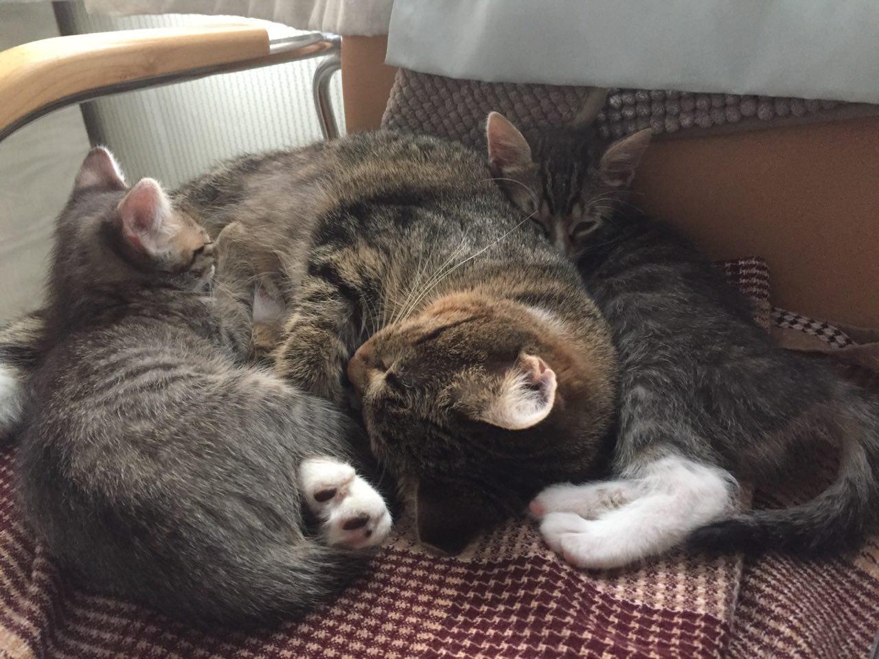 Kittens rescued from car engine looking for a new home - My, cat, In good hands, Longpost