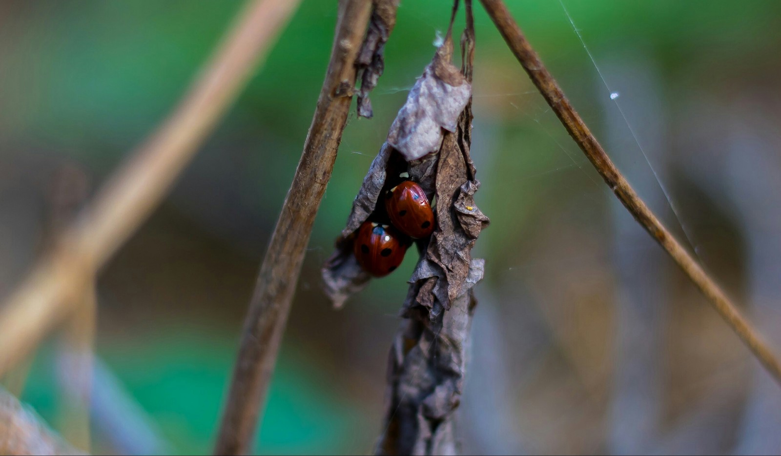 Autumn brought them together :) - My, The photo, Forest, ladybug, Mushrooms, Leaves, Nature