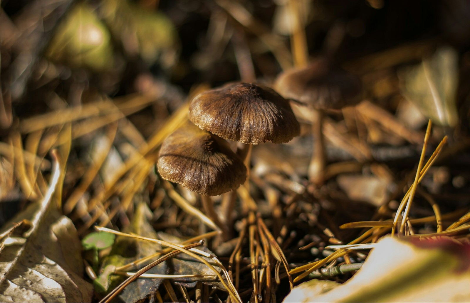 Autumn brought them together :) - My, The photo, Forest, ladybug, Mushrooms, Leaves, Nature