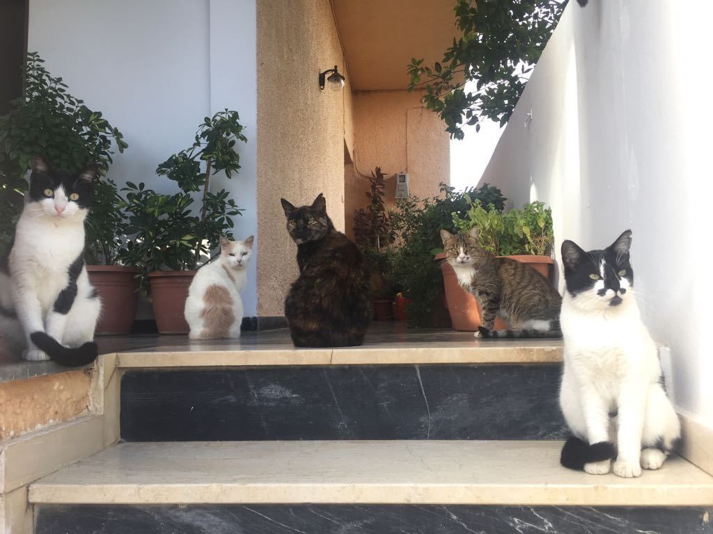 These cats look like they're about to release the best meow rock album of the year - My, cat, Album, The photo, My, Greece