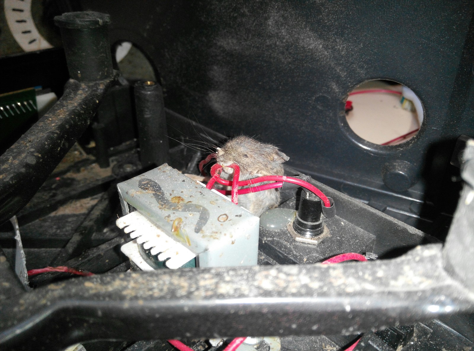 мыши грызут провода в машине
