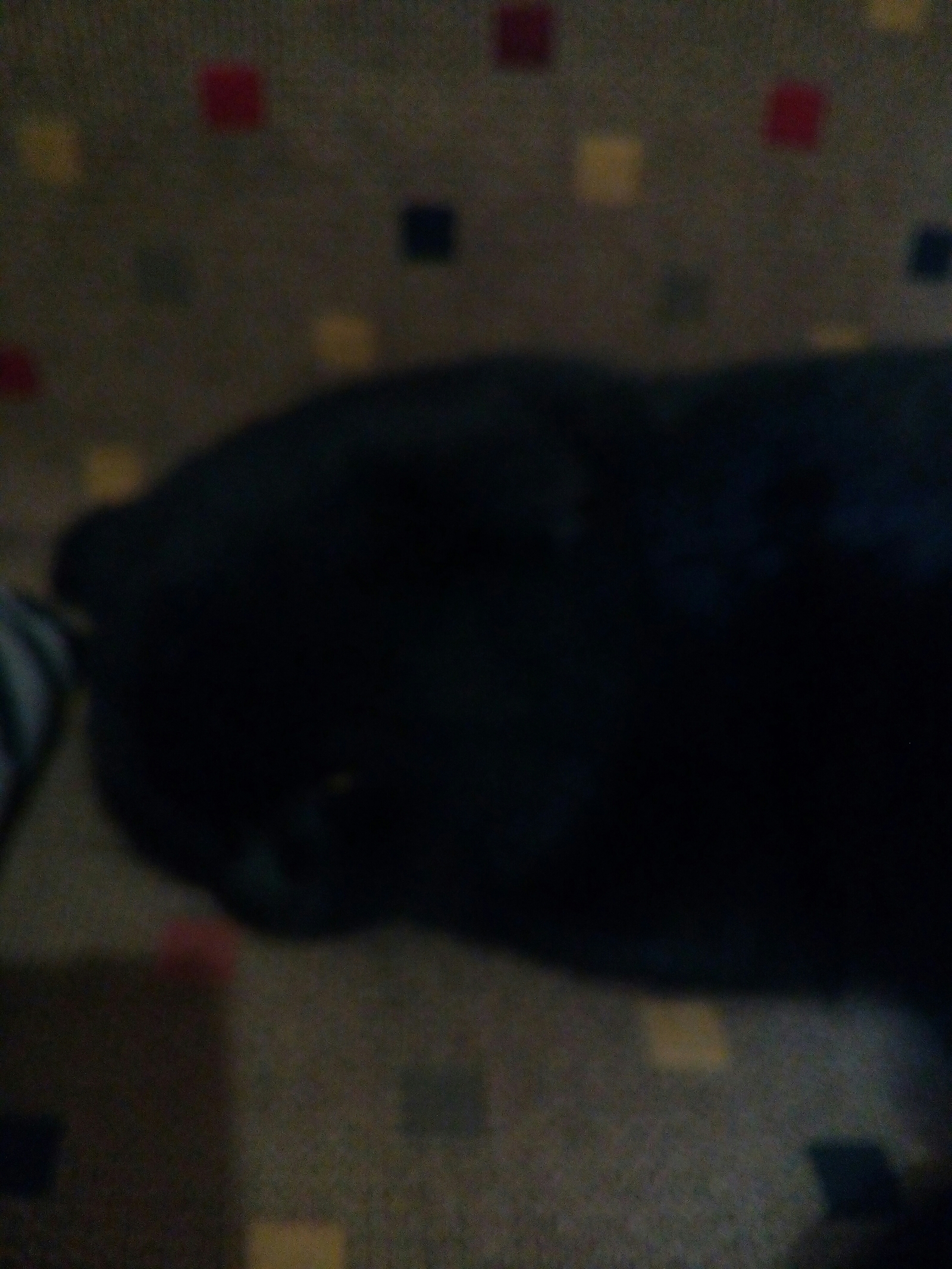 Looking for vet help - My, Black cat, Help, Longpost