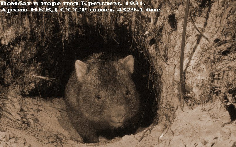 Full wombat - From the network, Stalin and Wombat, Australia, , Longpost