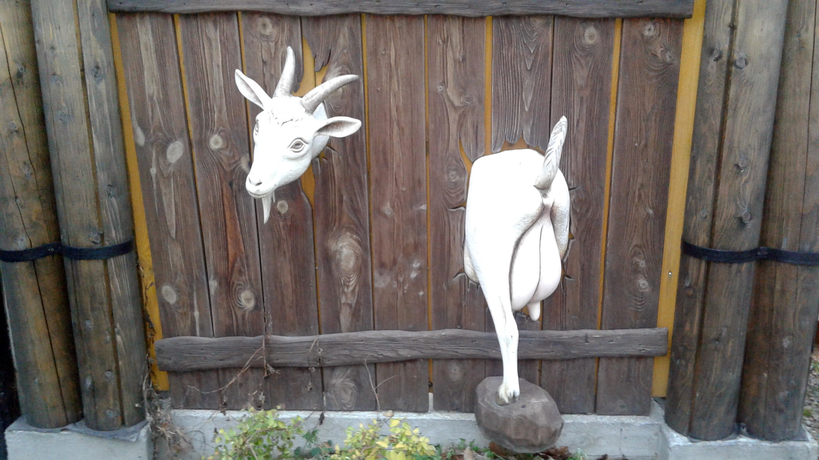 Stuck - My, Goat, Fence, Humor, Longpost