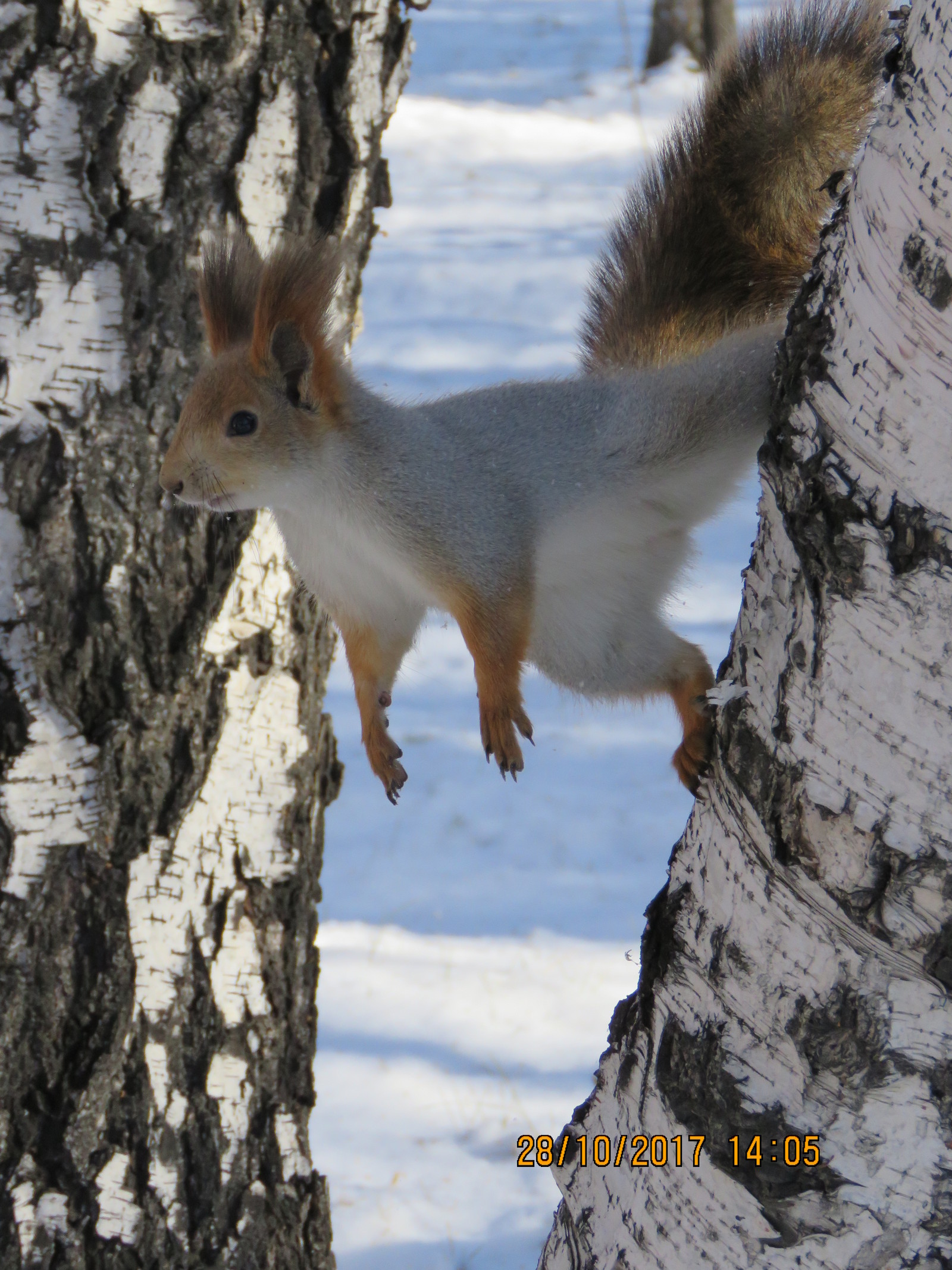 Squirrel is our furry friend) - My, Squirrel, Irkutsk, The park, Longpost