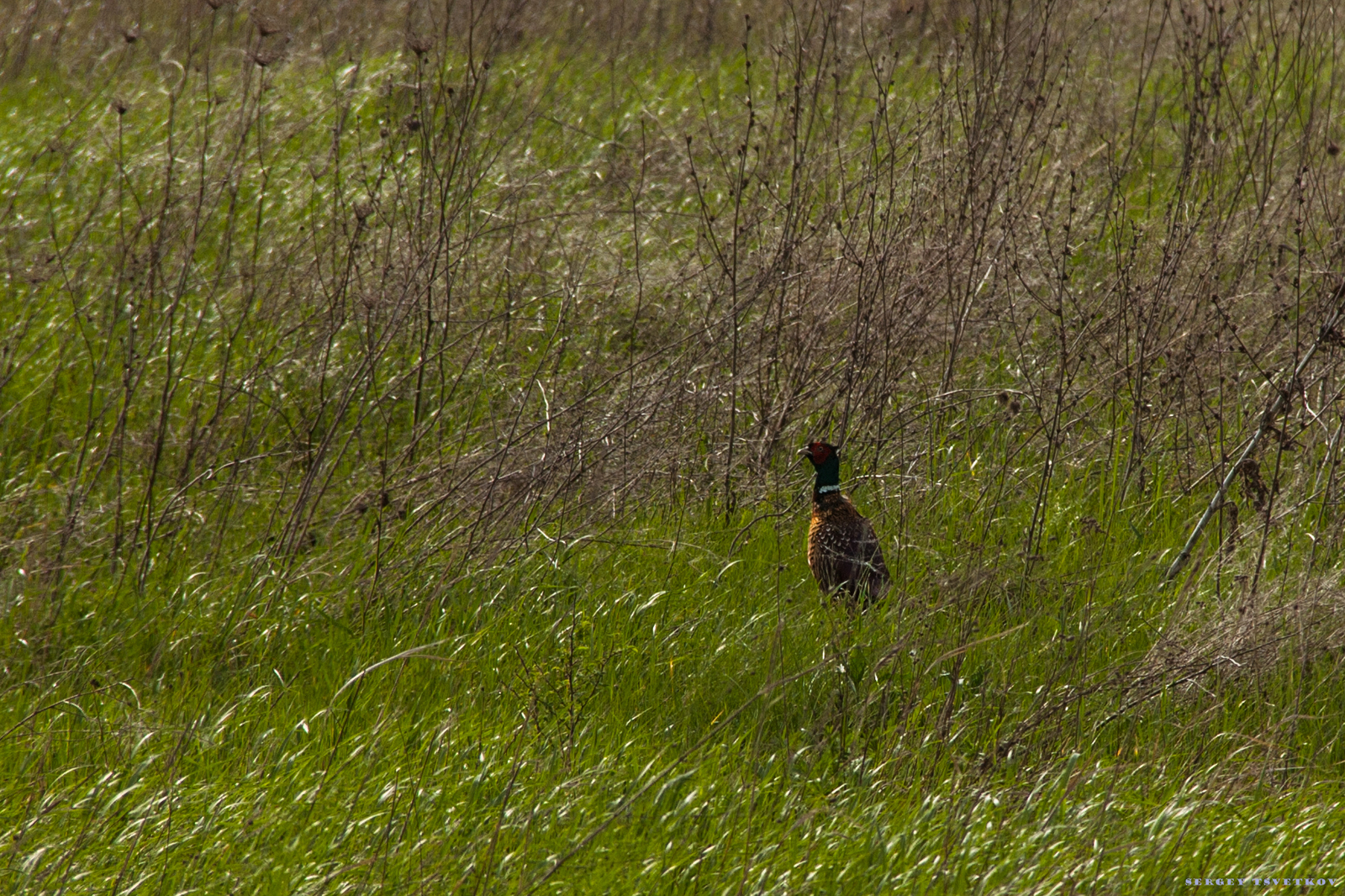 Birds of the Rostov region #1 - My, My, Nature, Birds, Photographer, Ornithology, Longpost