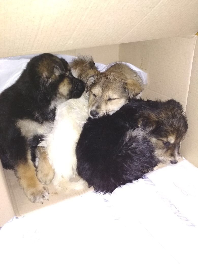 Help find a home! - Puppies, In good hands, Moscow, House, Foundling, Vet, Help, Dog, Longpost