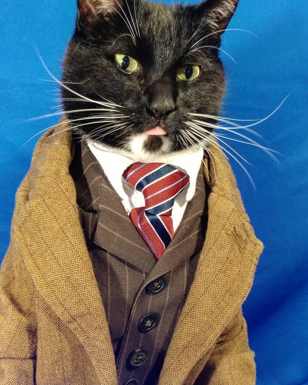 KotoCosplay #4 - Bioshock Infinite, The punisher, Cosplay, cat, Harry Potter, Very strange things, Doctor Who, GIF, Longpost, TV series Stranger Things