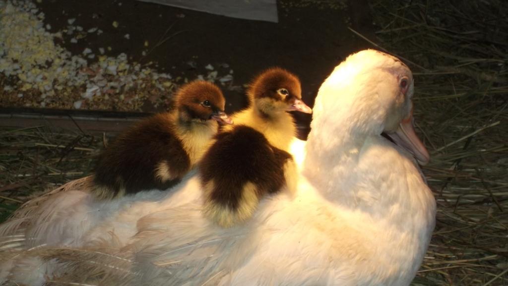 Musk ducks - My, Musk ducks, Ducklings, Pets, Birds, Longpost