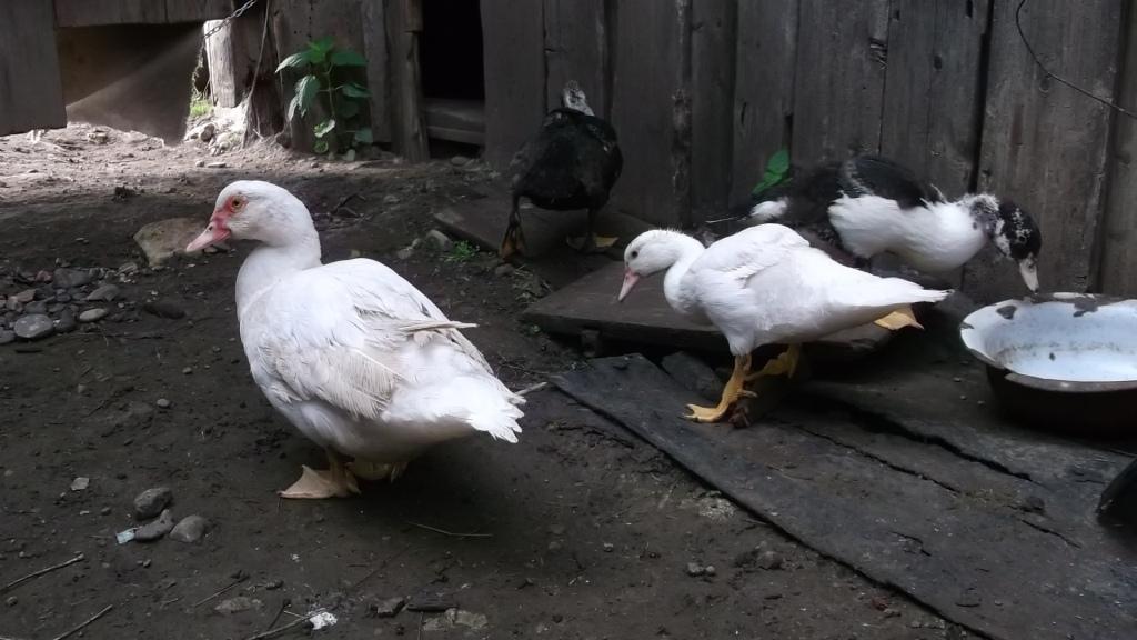 Musk ducks - My, Musk ducks, Ducklings, Pets, Birds, Longpost