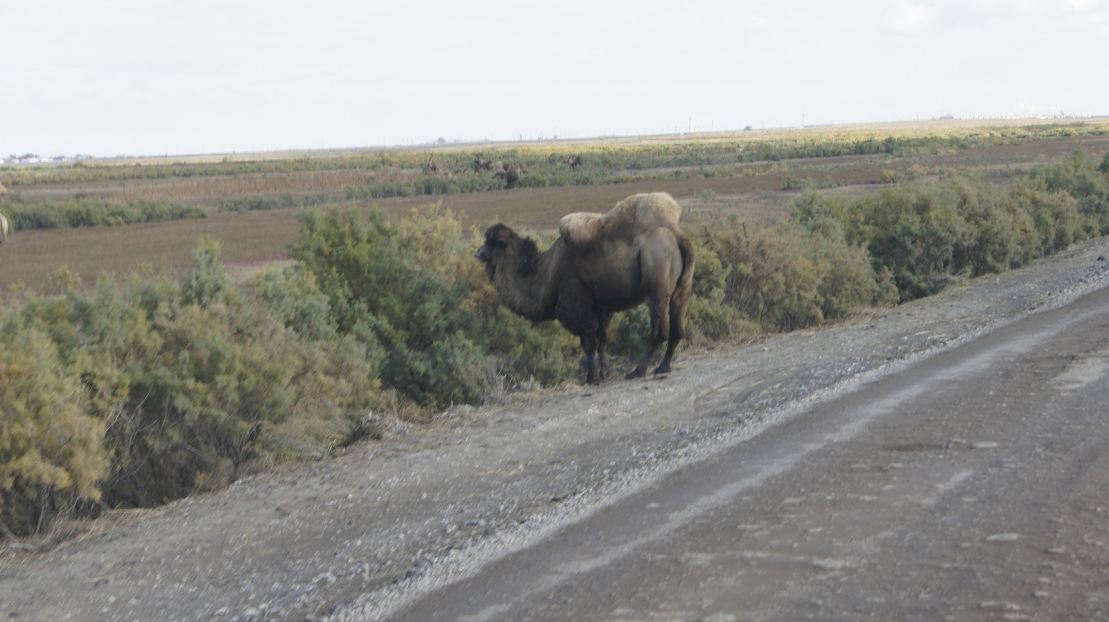 Kazakhstan hitchhiking - My, Kazakhstan, Hitch-hiking, Longpost
