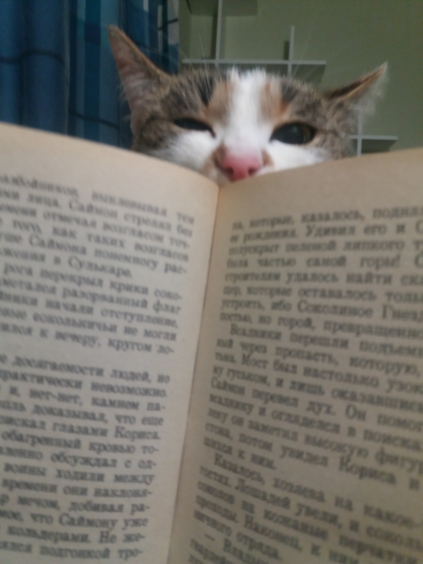 Запах книги | Пикабу