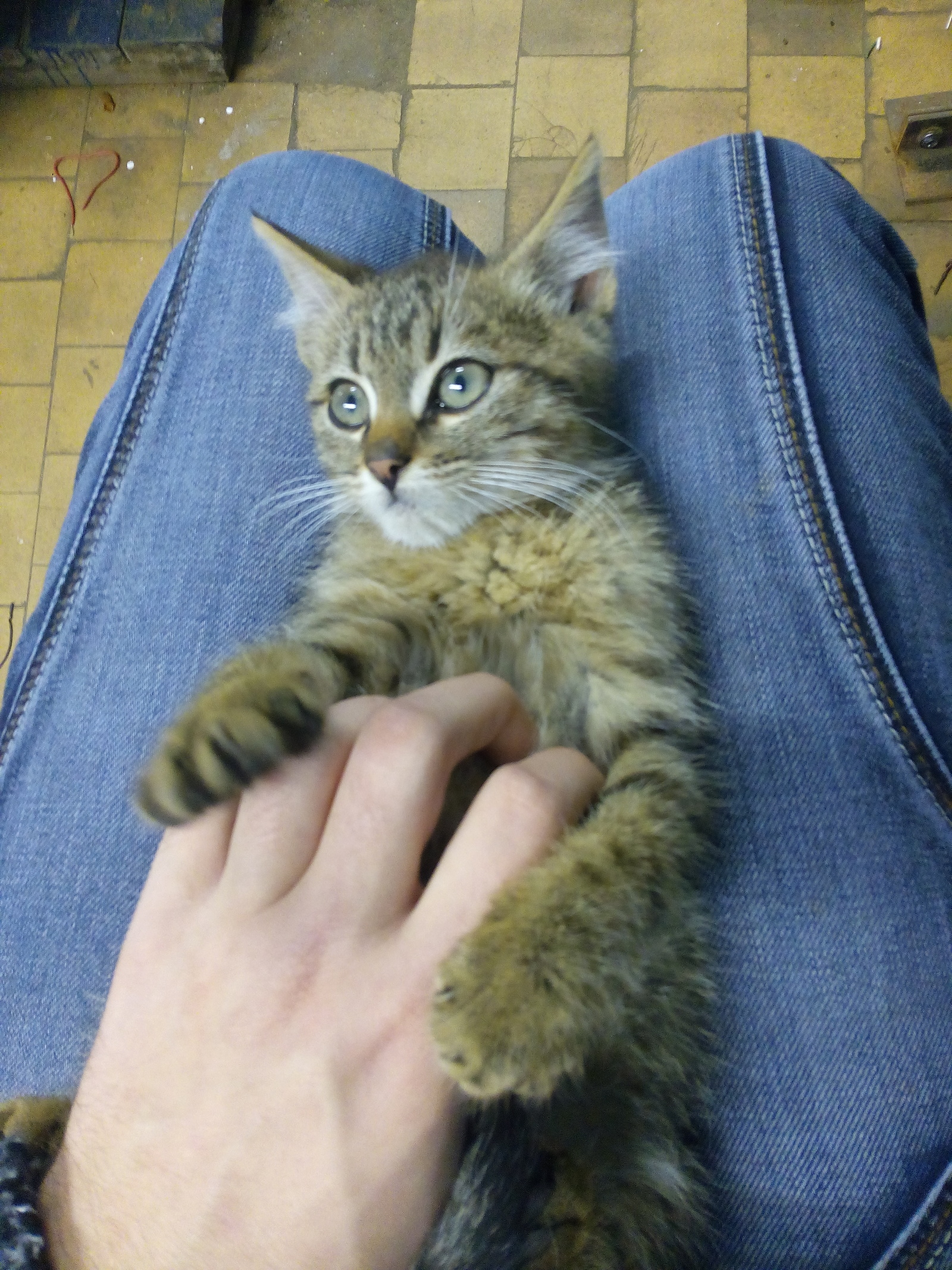 Take the kitten, very affectionate boy. Minsk. - My, cat, , Minsk, Longpost, In good hands