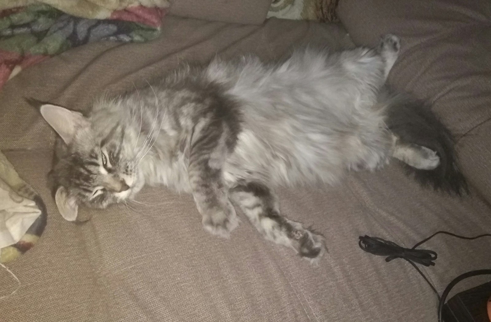 The hard life of a cat - My, Cat breeds, Maine Coon, Dream, cat