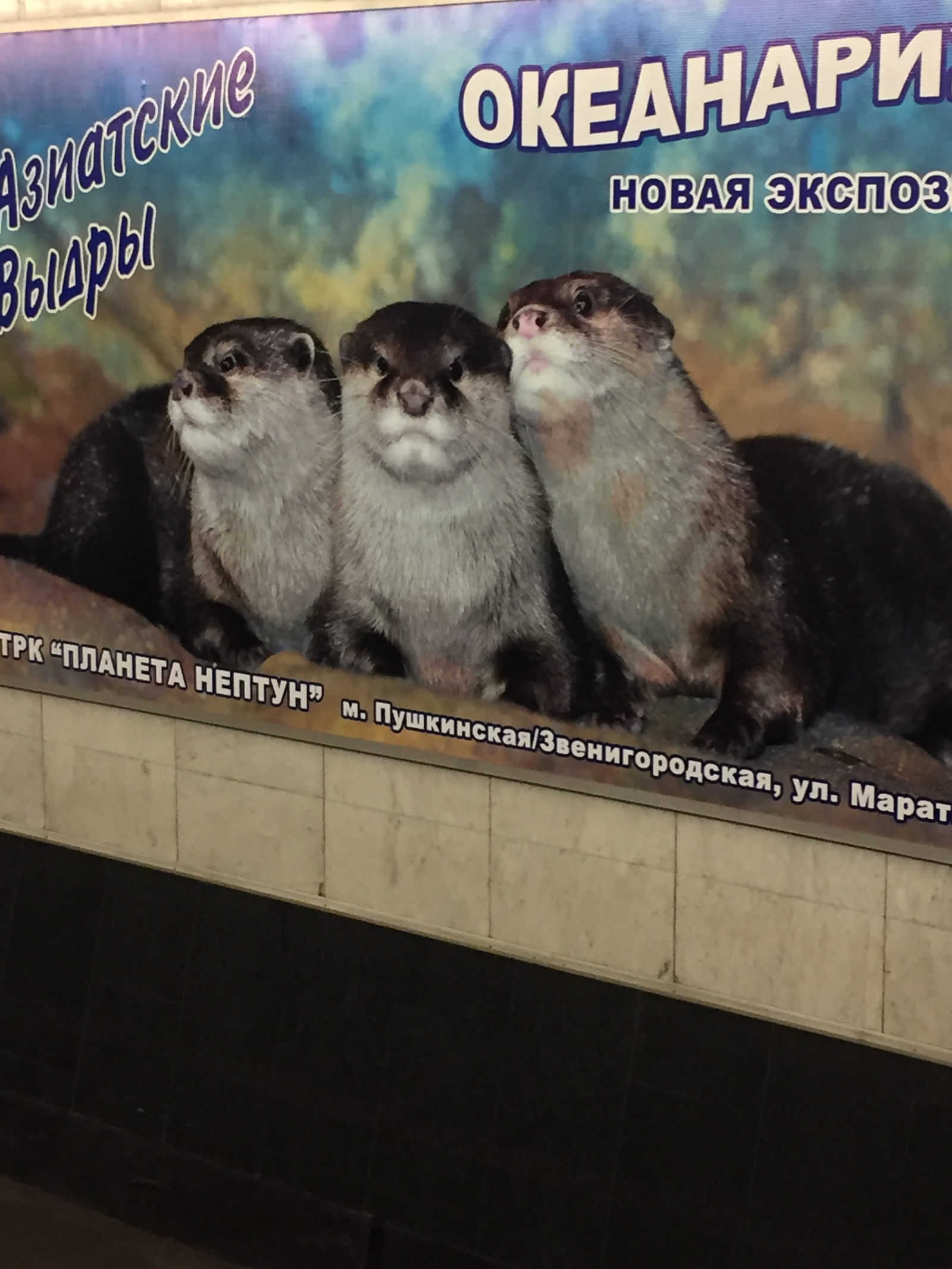 Otters - My, Saint Petersburg, Metro, Otter