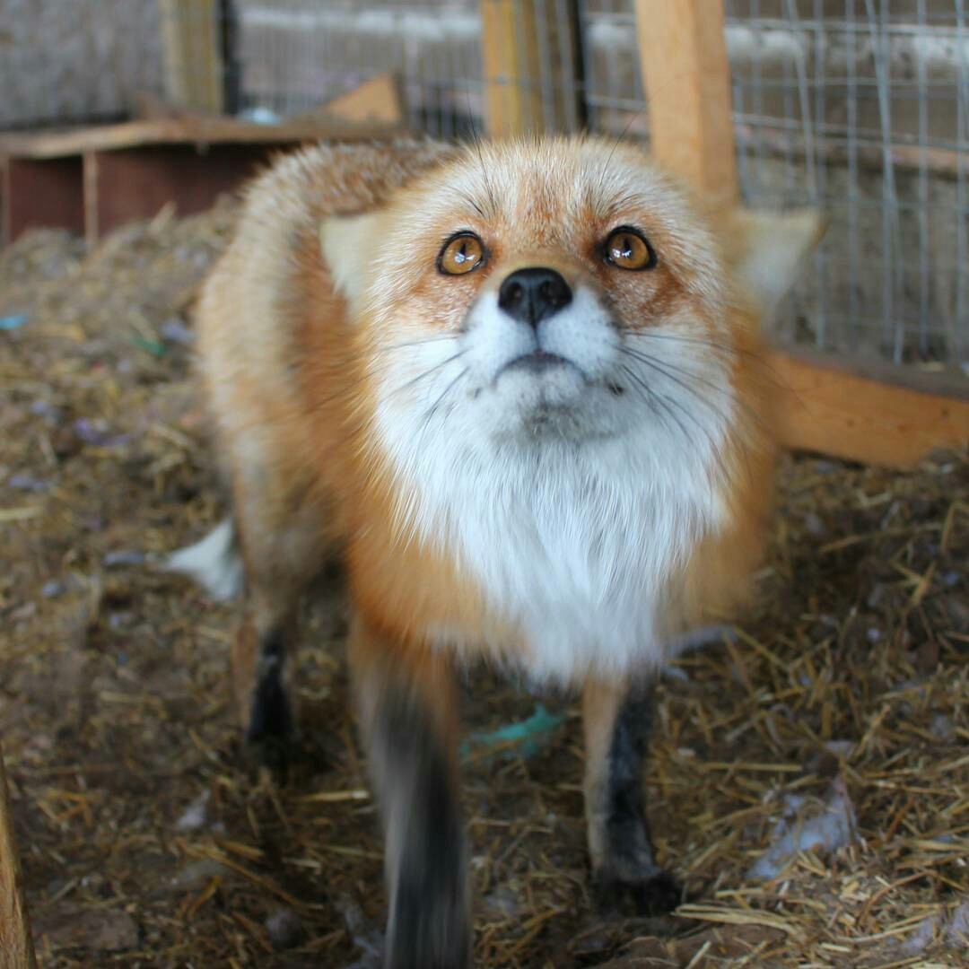 Are you sure you'll be a good host? - Fox, Animals, The photo