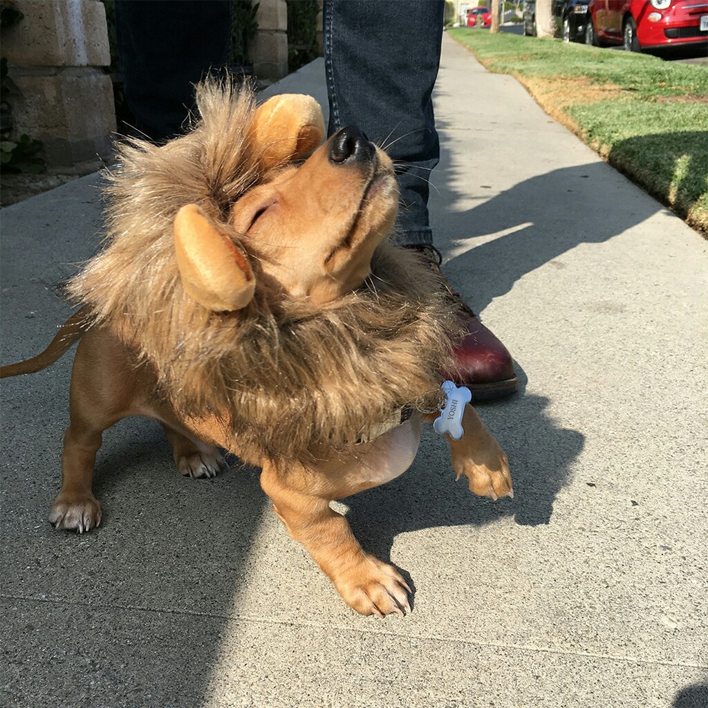 He looks great in his new Halloween costume. - Simba, Costume, Dachshund, Dog, The lion king