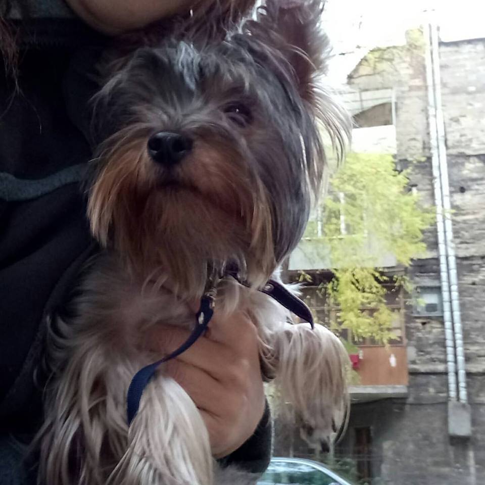 ODESSA! Found a dog! - My, Help, Odessa, Found a dog, Yorkshire Terrier, Longpost, Dog, Helping animals