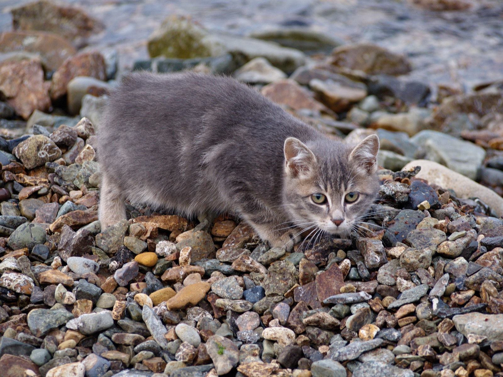 Fur seals of Vladivostok - cat, Sea, Vladivostok, A selection, Longpost