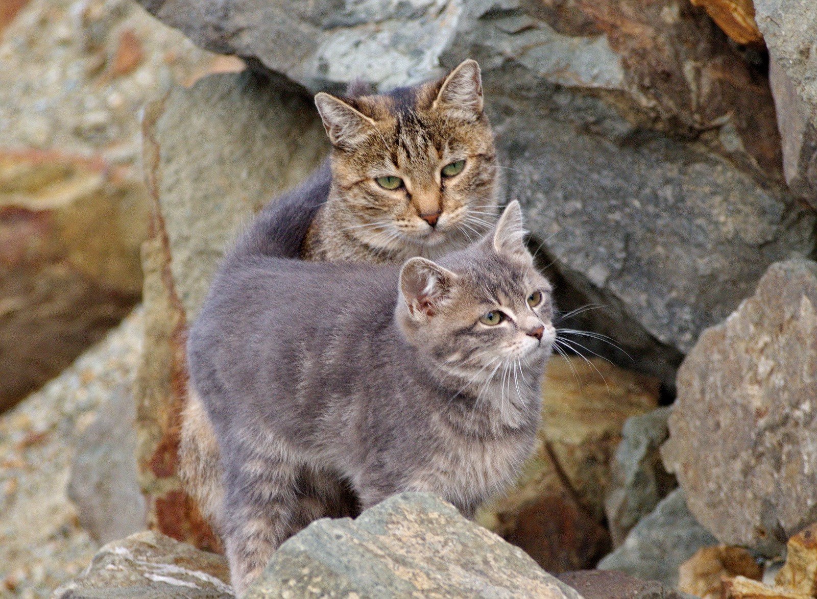 Fur seals of Vladivostok - cat, Sea, Vladivostok, A selection, Longpost