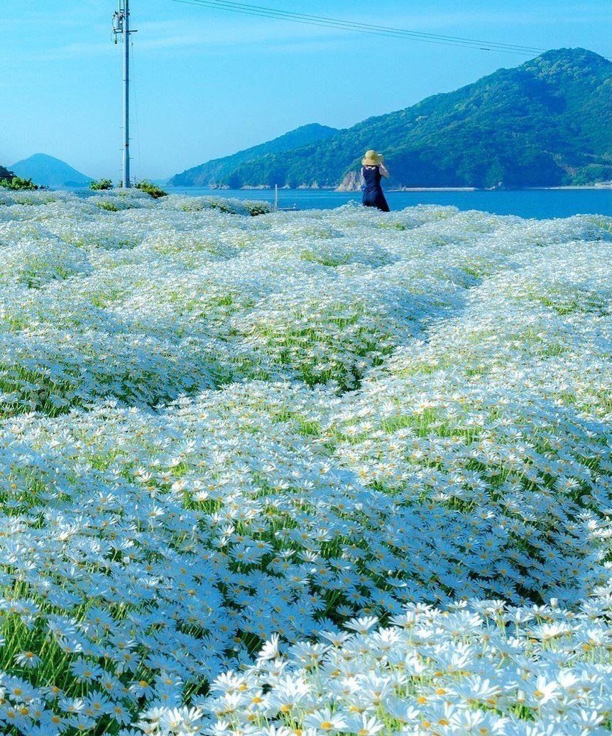 Camomile coast - Nature, Chamomile, The photo, 