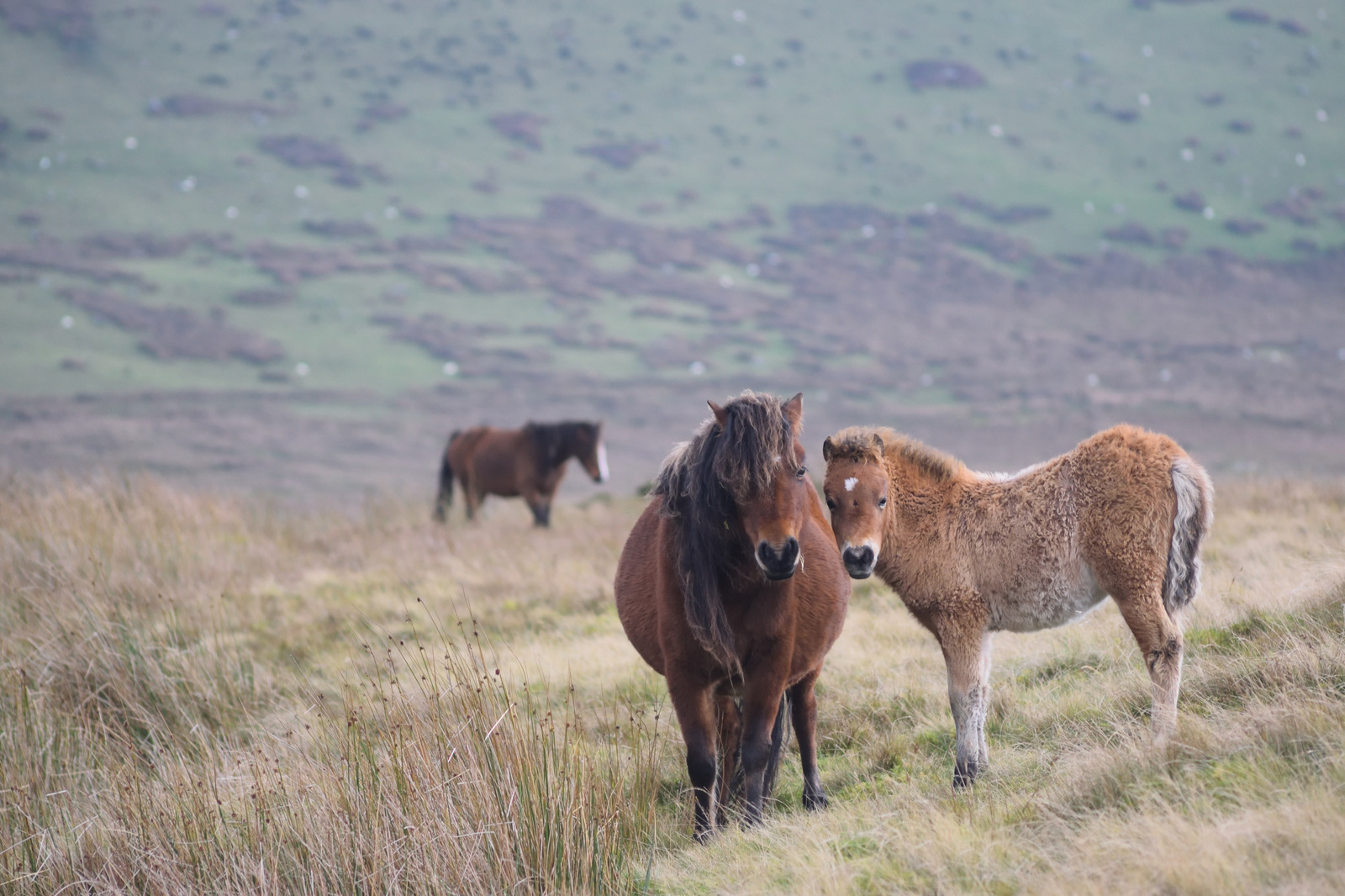 Overnight Walk in Wales(1) - My, Walk, The mountains, The hills, The photo, Longpost