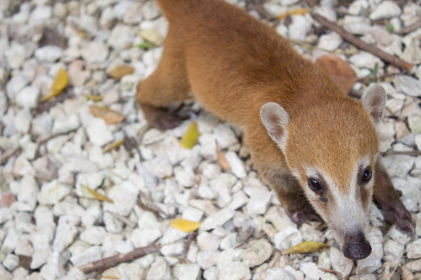 Nosoha cub - My, Animals, , The photo, Noses