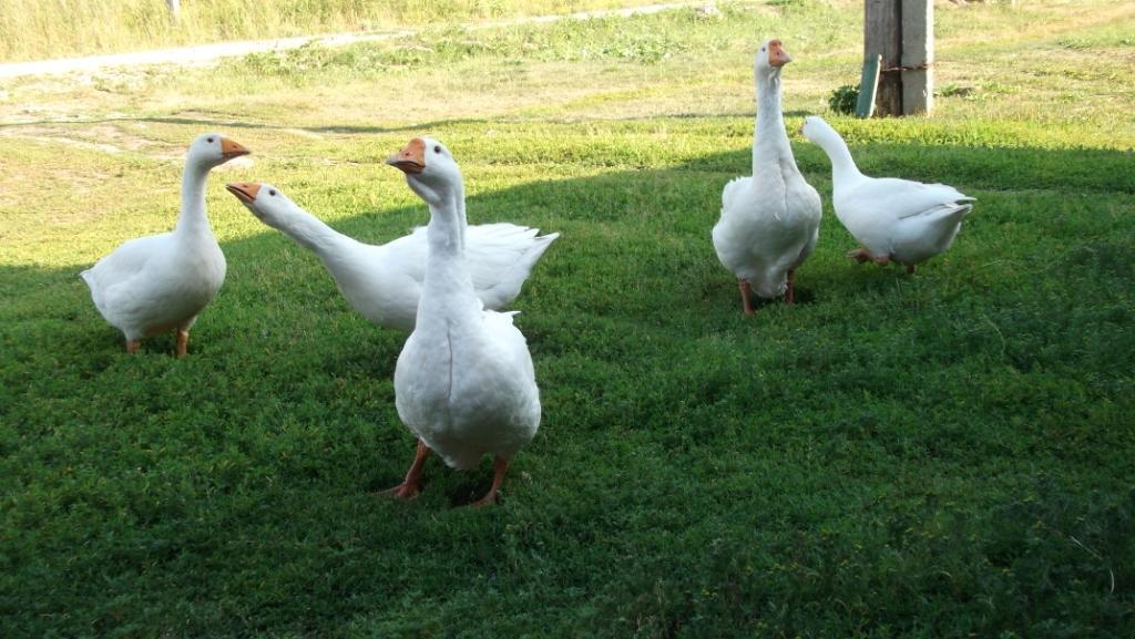 Domestic geese part 2 - My, Гусь, Goose, Pets, Birds, Longpost