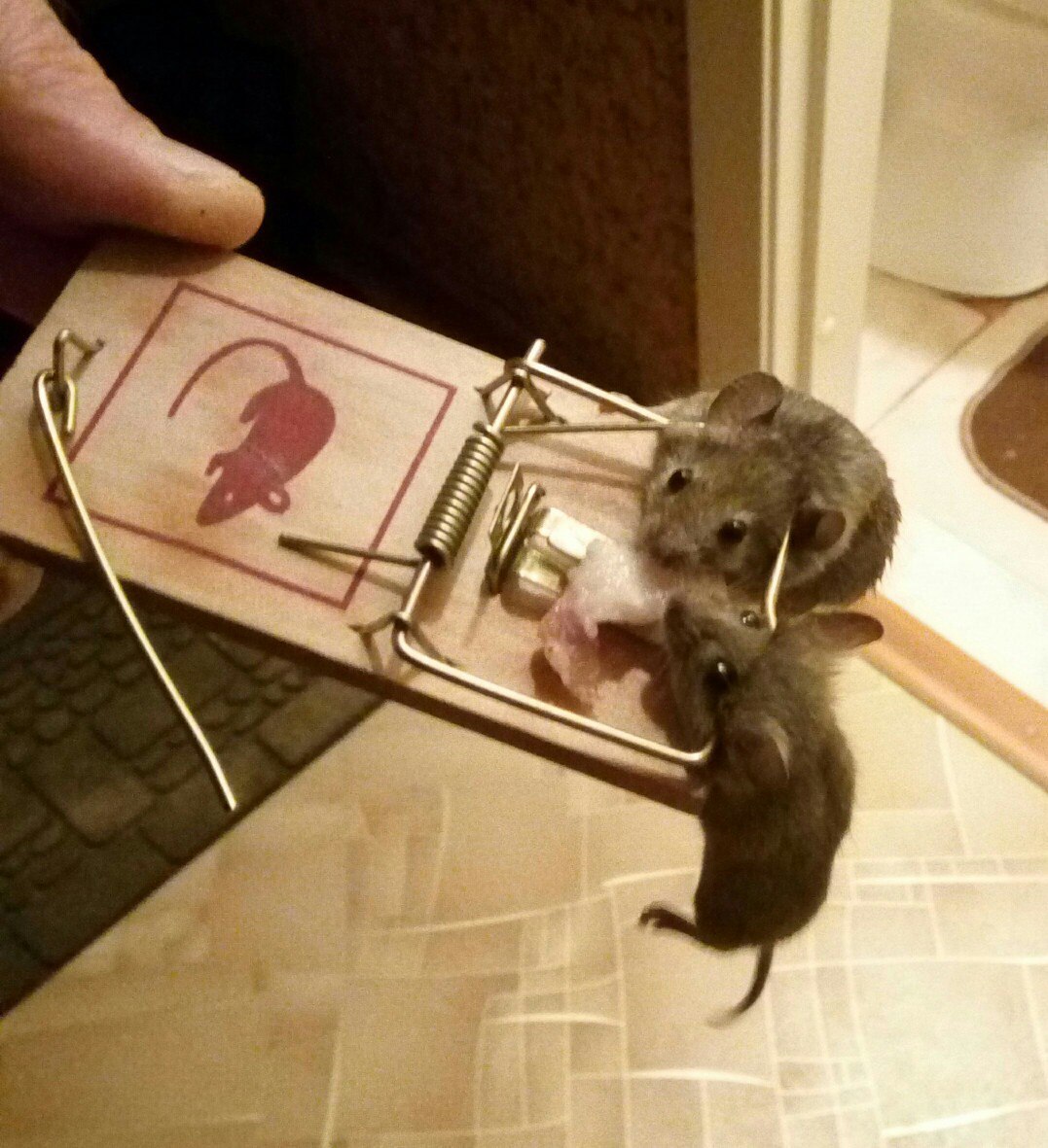 Double kill! - My, Mousetrap, , Got caught