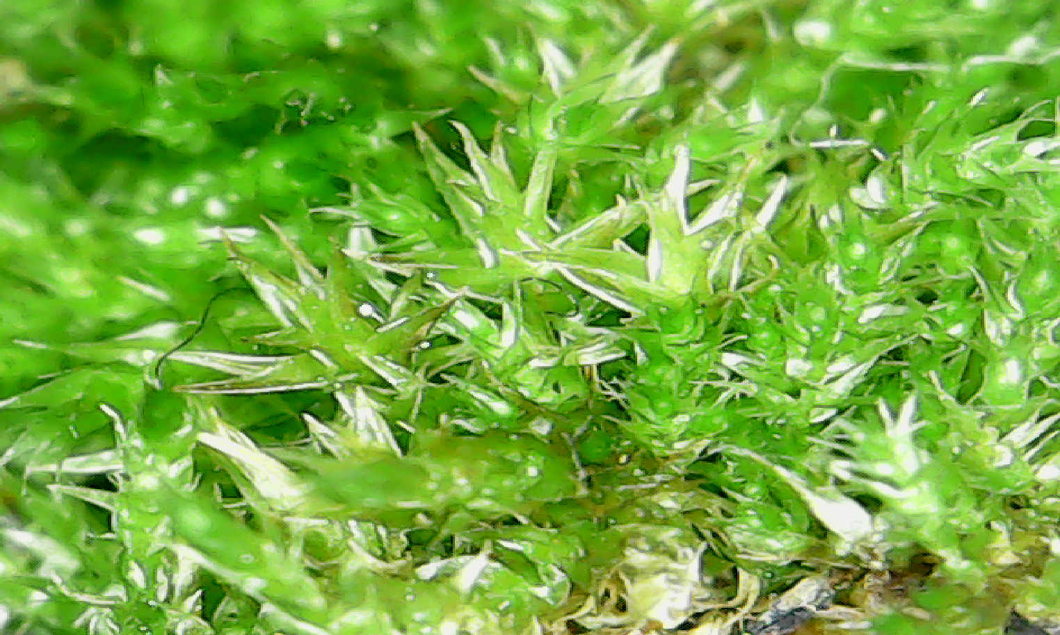 Interesting things under the microscope (moss) - Moss, My, Microscope