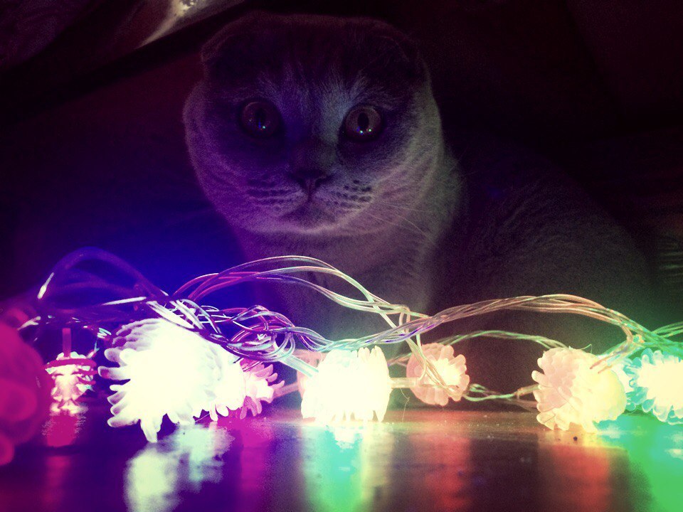 Cat and garland, New Year is coming soon! - cat, Milota, Pets