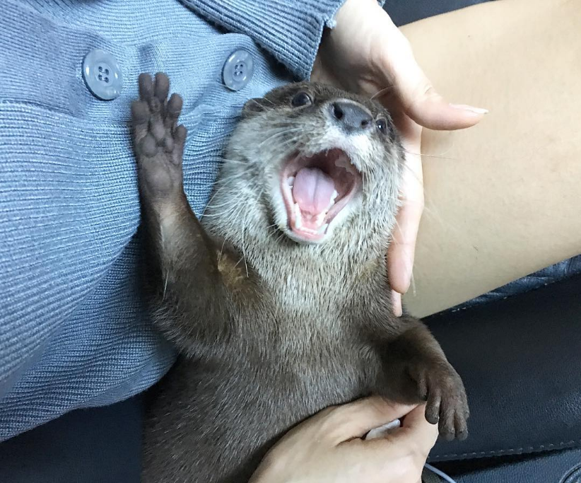 Smile and wave - Otter, 