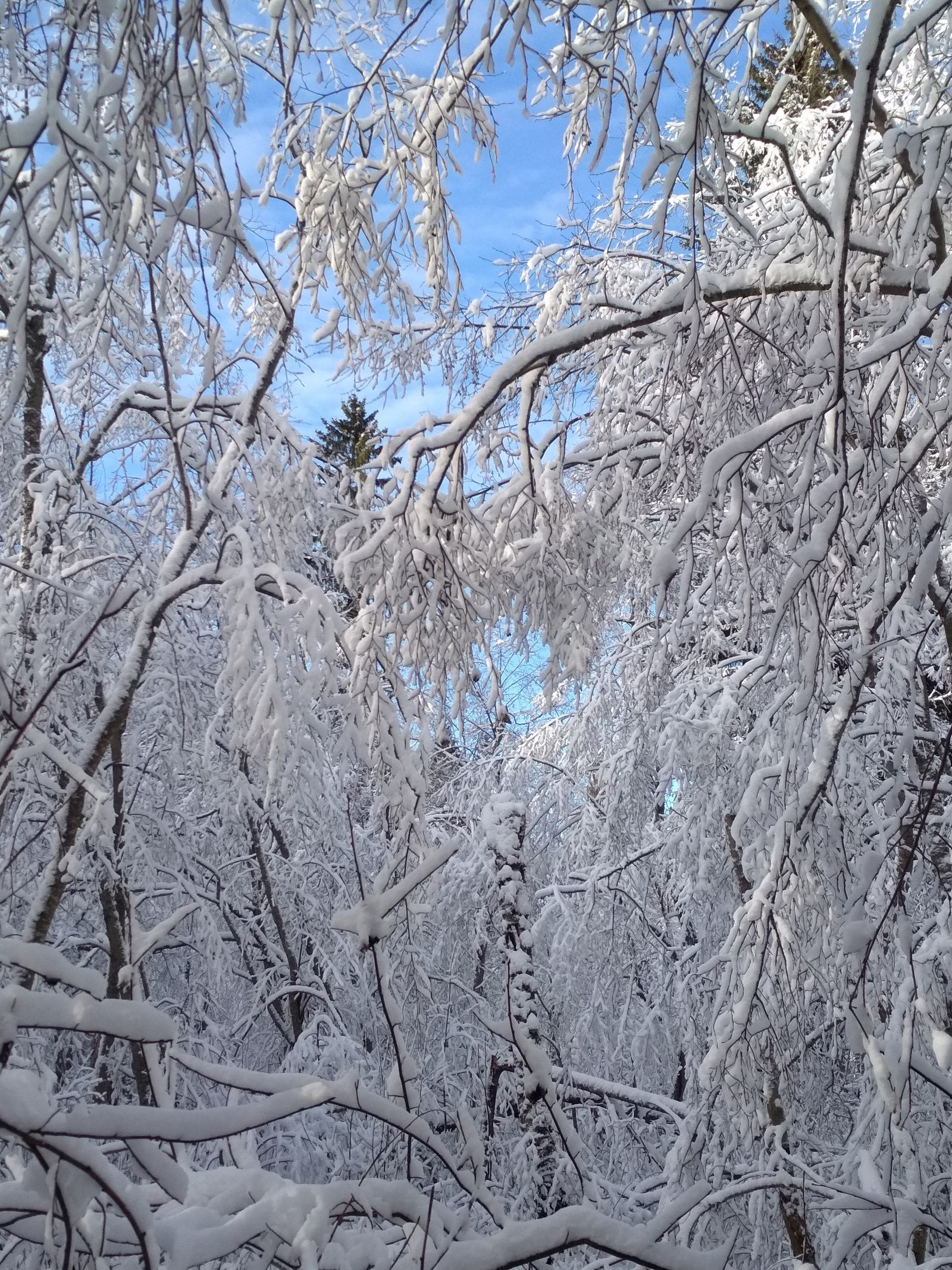 November beauties of the Moscow region - My, Winter, Snow, Forest, Подмосковье, Longpost