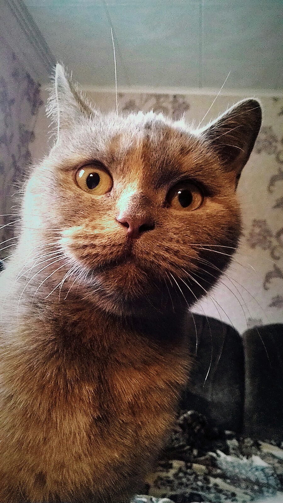 What are you doing here? - My, cat, Cat Selfie, The photo