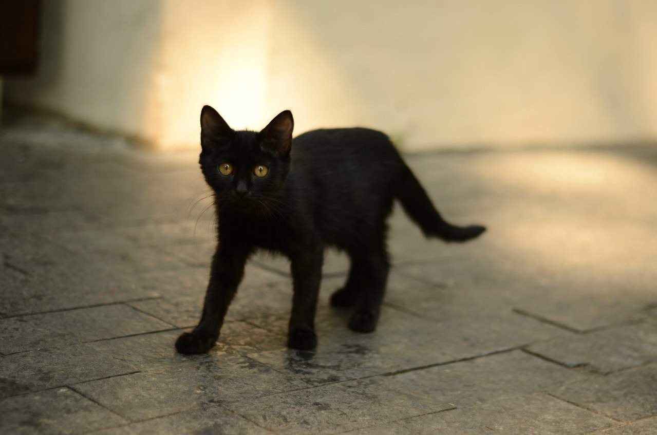 Black cat - My, Black cat, cat, Catomafia, Friday the 13th, Superstition, Big-eyed cat, The photo