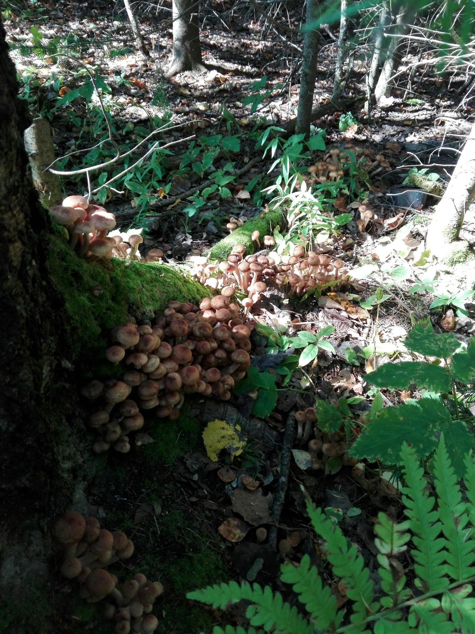 Mushrooms in a ribbon - My, Mushrooms, Autumn, Longpost