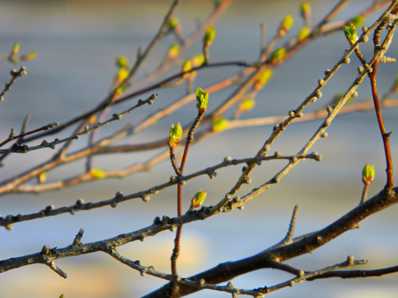 Nadymsky district, spring - My, Spring, Nadym, Nadym District, Nature, Longpost