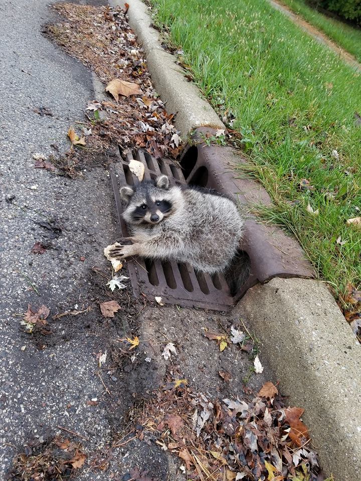 Fat raccoon stuck in sewer grate RESCUE OPERATION - Thick, Raccoon, Stuck, Sewerage, The rescue, Police, Animals, Video, Longpost