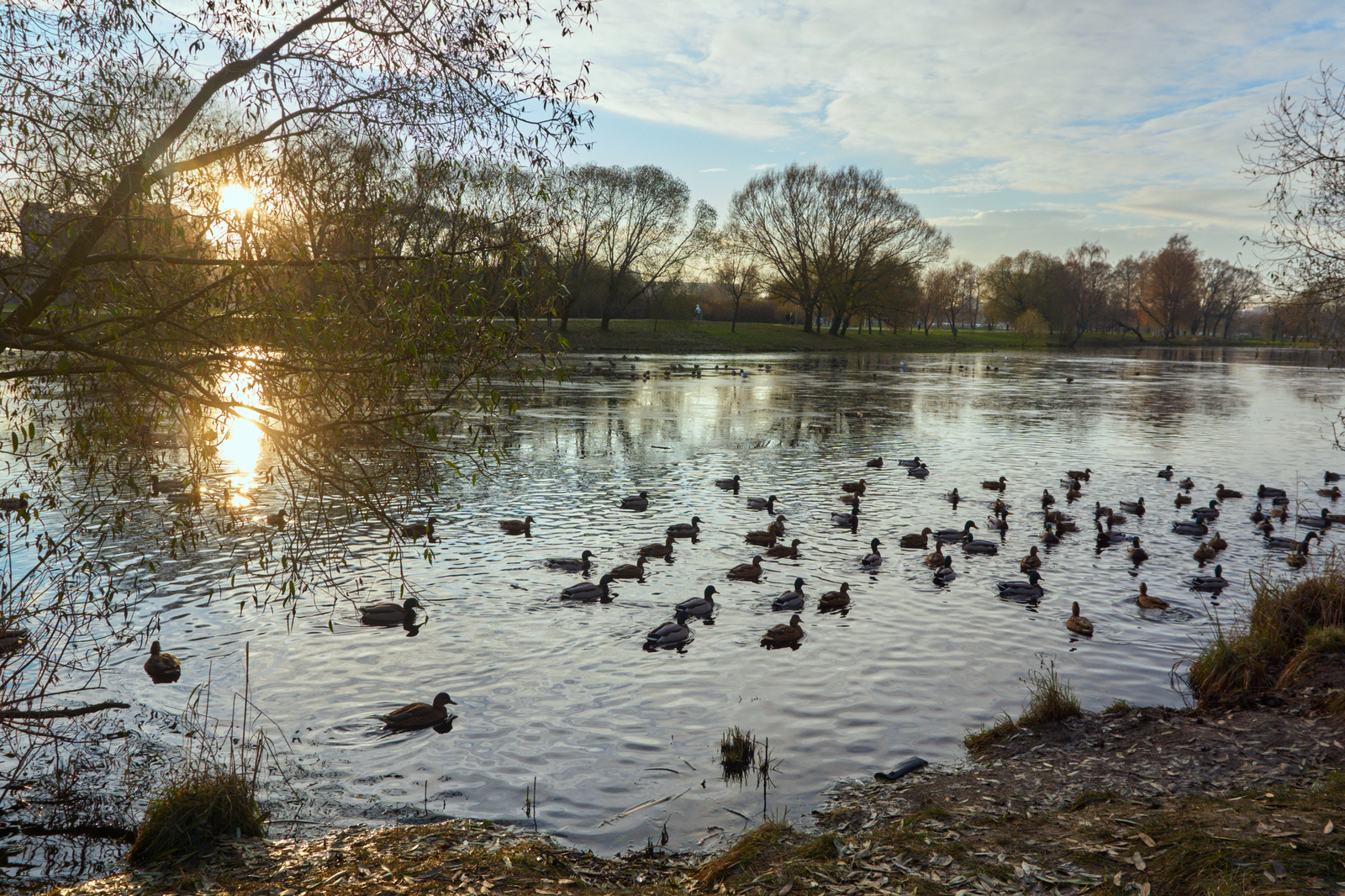 Photo hunting - My, Beginning photographer, Sosnovka Park, Longpost