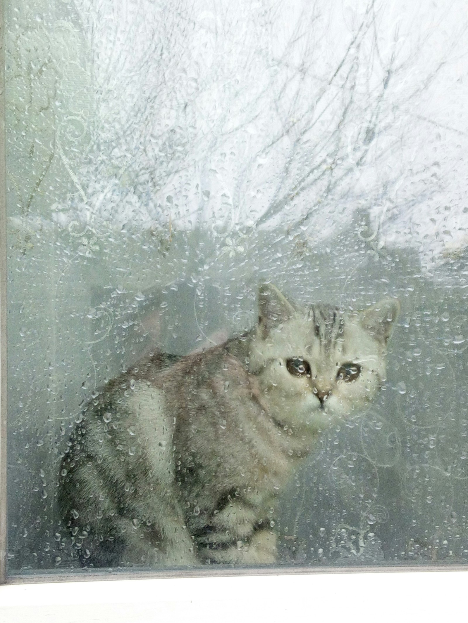 Behind the glass - My, cat, , Longpost